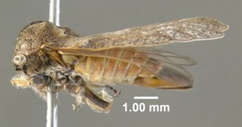Media type: image;   Entomology 619030 Aspect: habitus lateral view